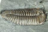 Flexicalymene Trilobite Fossil - Indiana #289057-1